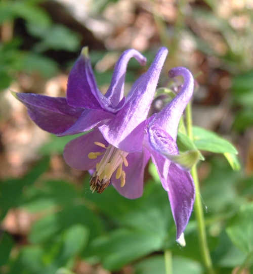 Aquilegia vulgaris / Aquilegia comune